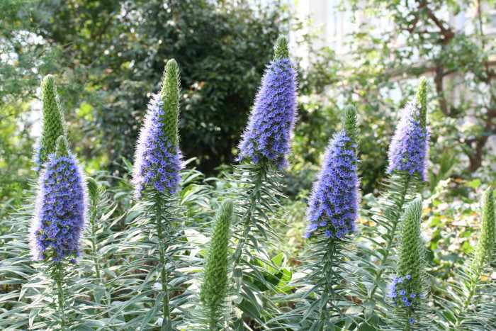 보석타워 - Pride of Madeira, Echium candicans, Echium fastuosum