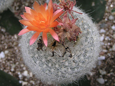 설황 사진 - Brasilicactus haselbergii Backbg.  Photos