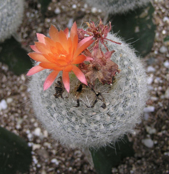 설황 - Scarlet Ball, Brasilicactus haselbergii Backbg. 