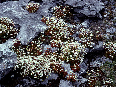 천상초 사진 - Saxifraga rosacea Photos