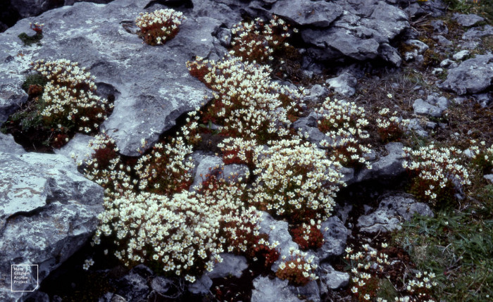천상초 - Irish saxifrage, Saxifraga rosacea