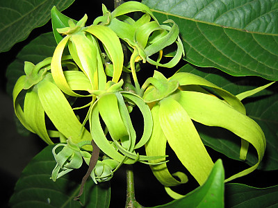 일랑일랑 사진 - Cananga odorata Photos