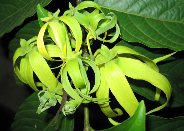 일랑일랑 - YlangYlang, Cananga odorata