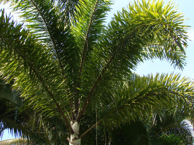여우꼬리야자 사진 - Wodyetia bifurcata Photos