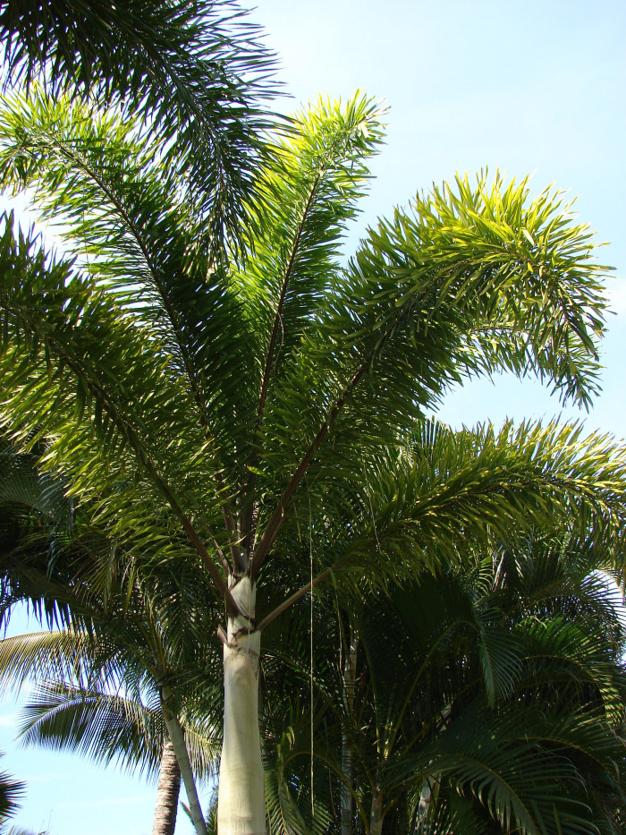 여우꼬리야자 - Foxtail Palm, Wodyetia bifurcata