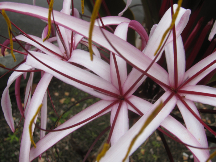 문주란 - poison bulb, giant crinum lily, grand crinum lily, spider lily, Crinum asiaticum var. japonicum Baker