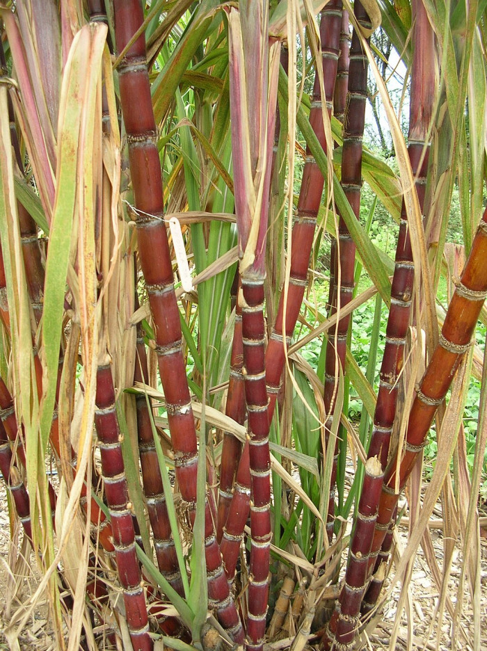 사탕수수 - sugarcane, Saccharum officinarum L.