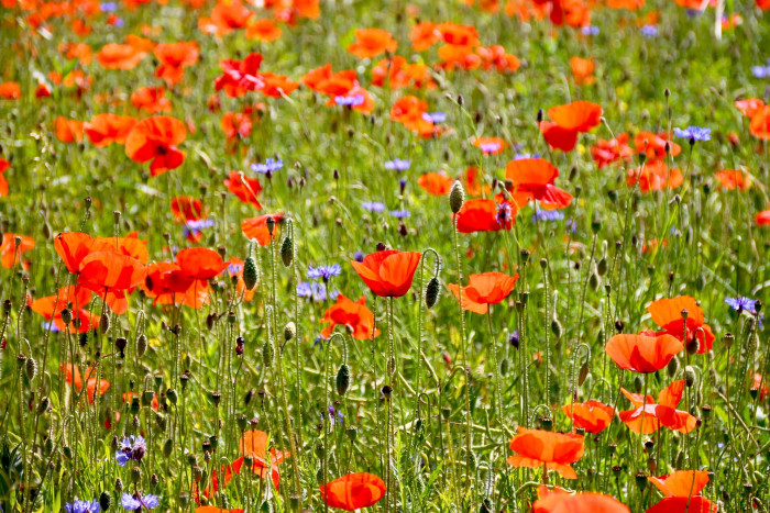 개양귀비 - Field Poppy, Papaver rhoeas L.