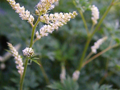 한라개승마 사진 - Aruncus aethusifolius (H. Lév.) Nakai Photos
