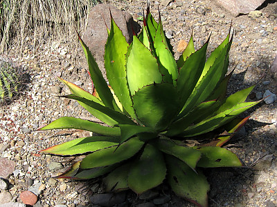 아가베 보비코르누타 사진 - Agave bovicornuta Photos