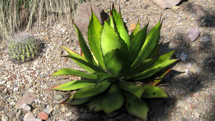 아가베 보비코르누타 - Agave bovicornuta