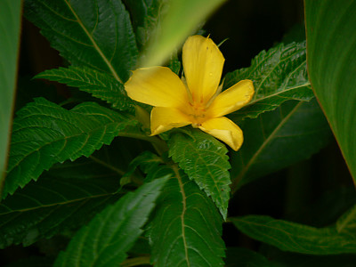 티네라 사진 - Turnera ulmifolia L. Photos
