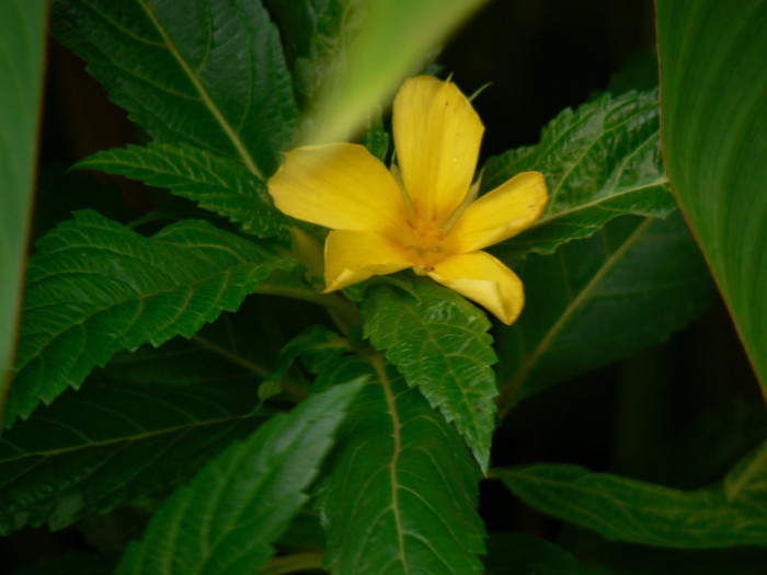 티네라 - ramgoat dashalong, yellow alder, Turnera ulmifolia L.