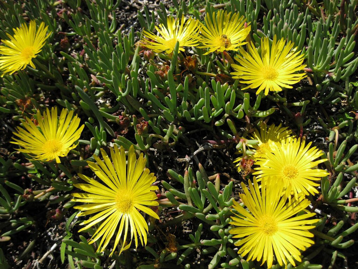 요술꽃 - Cephalophyllum subulatoides