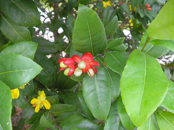 미키마우스트리 - Mickey Mouse bush, Small-leaved plane, Carnival bush, Ochna serrulata
