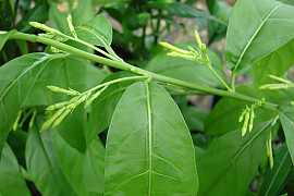 야래향 - Cestrum nocturnum L.