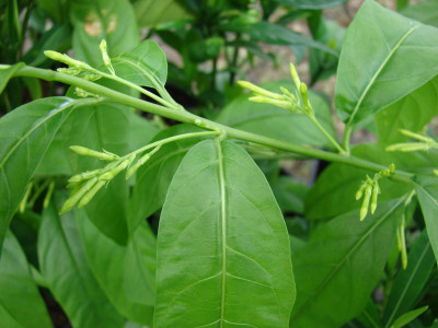 야래향 사진 - Cestrum nocturnum L. Photos