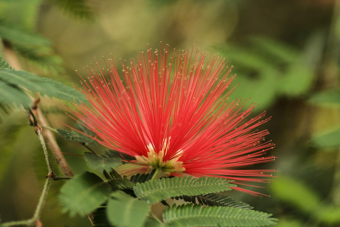 홍자귀나무 - Powder Puff Flower, Calliandra emarginata