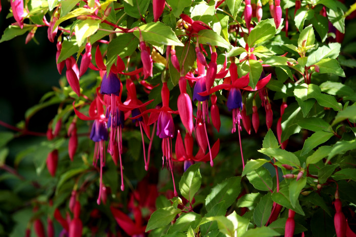 후쿠시아 - Common garden fuchsia, Fuchsia spp.