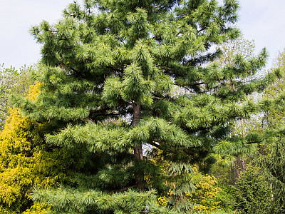 잣나무 사진 - Pinus koraiensis Siebold & Zucc. Photos