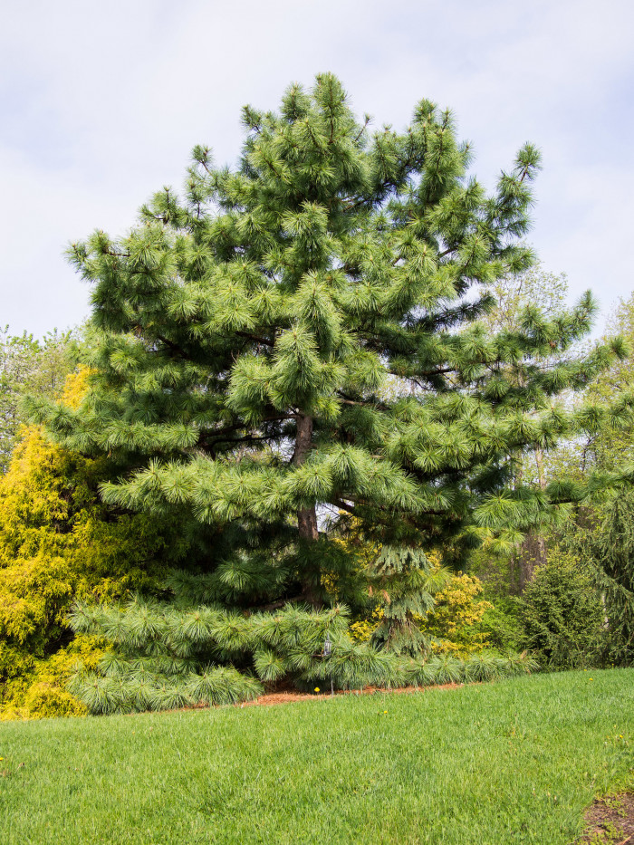 잣나무 - Korean Pine, Pinus koraiensis Siebold & Zucc.