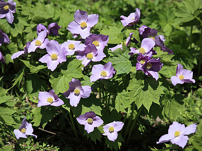 일본나무양귀비 사진 - Glaucidium palmatum  Photos