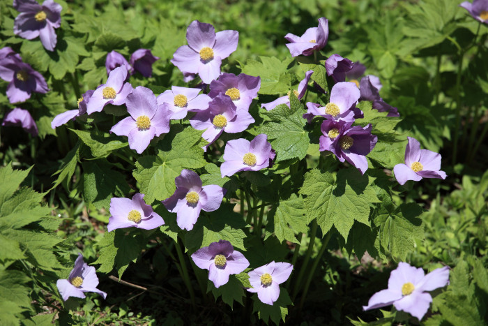 일본나무양귀비 - Japanese wood poppy, Glaucidium palmatum 