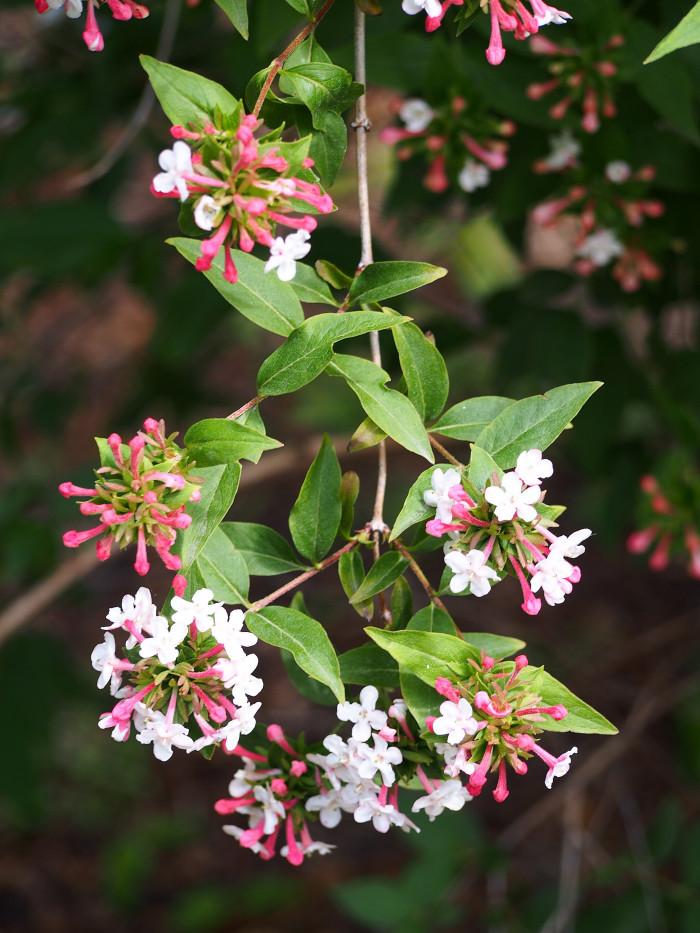 섬댕강나무 - Abelia coreana var. insularis (Nakai) W.T.Lee & W.K.Paik