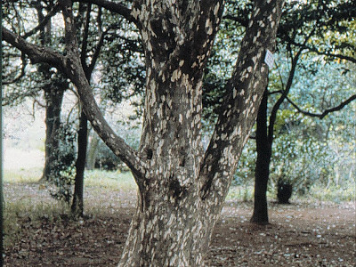 육박나무 사진 - Actinodaphne lancifolia (Siebold & Zucc.) Meisn. Photos