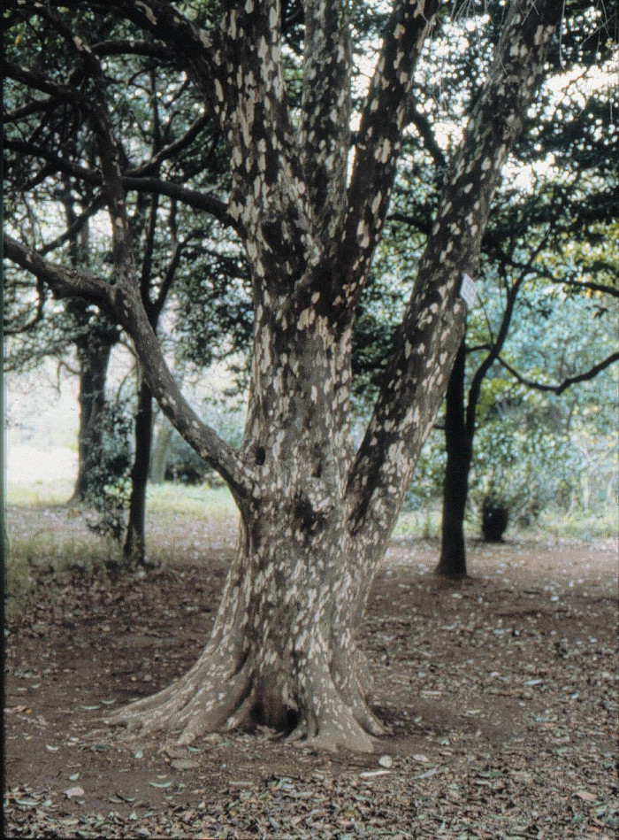 육박나무 - Actinodaphne lancifolia (Siebold & Zucc.) Meisn.