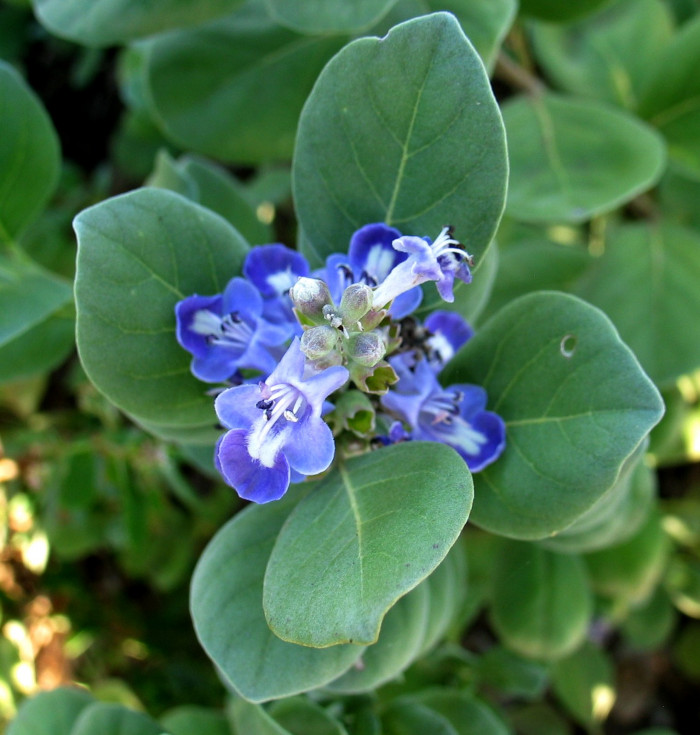 순비기나무 - Vitex rotundifolia L.f.
