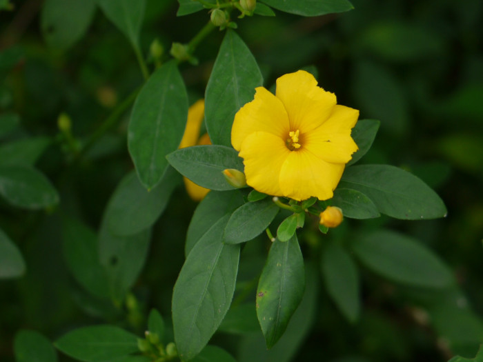 월광화 - Yellow flax, Reinwardtia indica, Calonyction aculeatum (L.) House