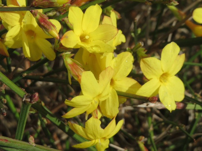 영춘화 - Jasminum nudiflorum Lindl.