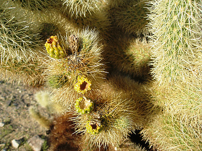 실린드로푼티아 비겔로비이 사진 - Cylindropuntia bigelovii Photos