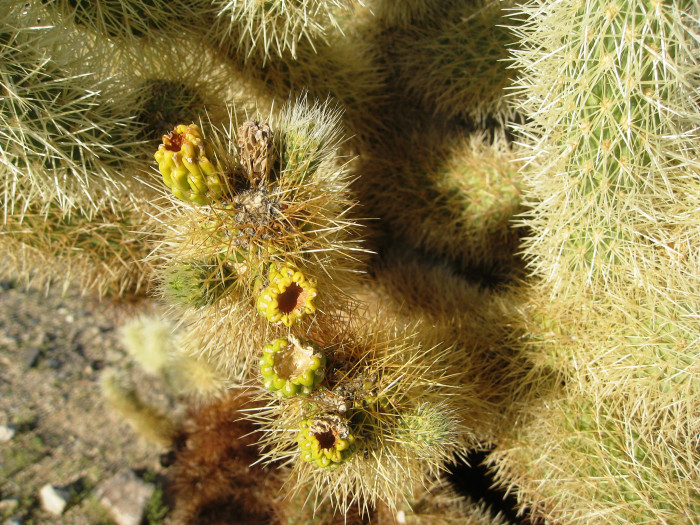실린드로푼티아 비겔로비이 - Teddybear cholla, Cylindropuntia bigelovii