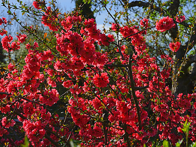 장수매 사진 - Chaenomeles lagenaria cv. Photos