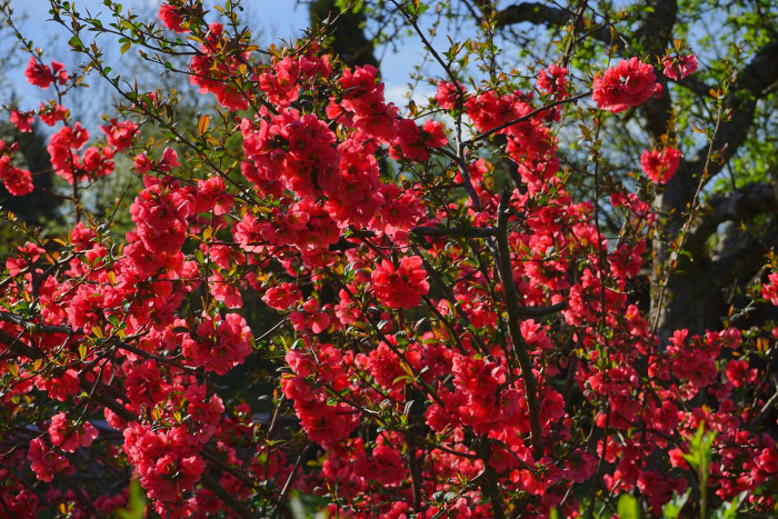장수매 - Chaenomeles lagenaria cv.