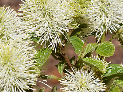 실목련 사진 - Fothergilla gardenii L. Photos