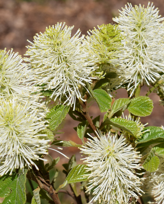 실목련 - Witch Alder, dwarf fothergilla, American wych hazel, dwarf witchalder, Fothergilla gardenii L.