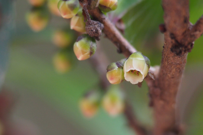 사스레피나무 - Eurya japonica Thunb.