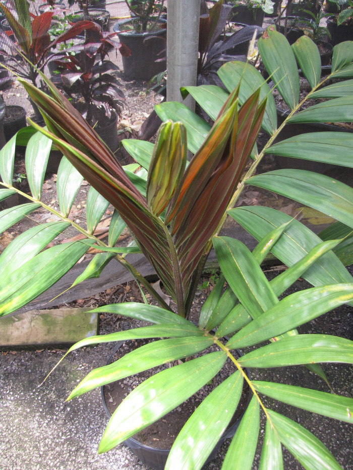 붉은잎 야자 - Red leaf Palm, Red feather Palm, Flame thrower Palm, Chambeyronia macrocarpa