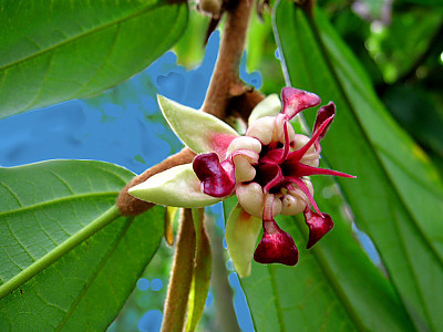 쿠푸아수 사진 - Theobroma grandiflorum Photos