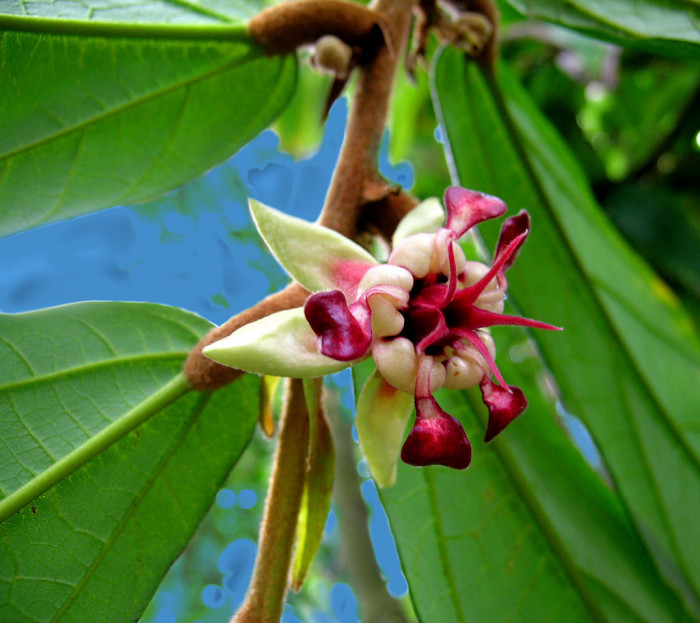 쿠푸아수 - Cupuacu, Theobroma grandiflorum
