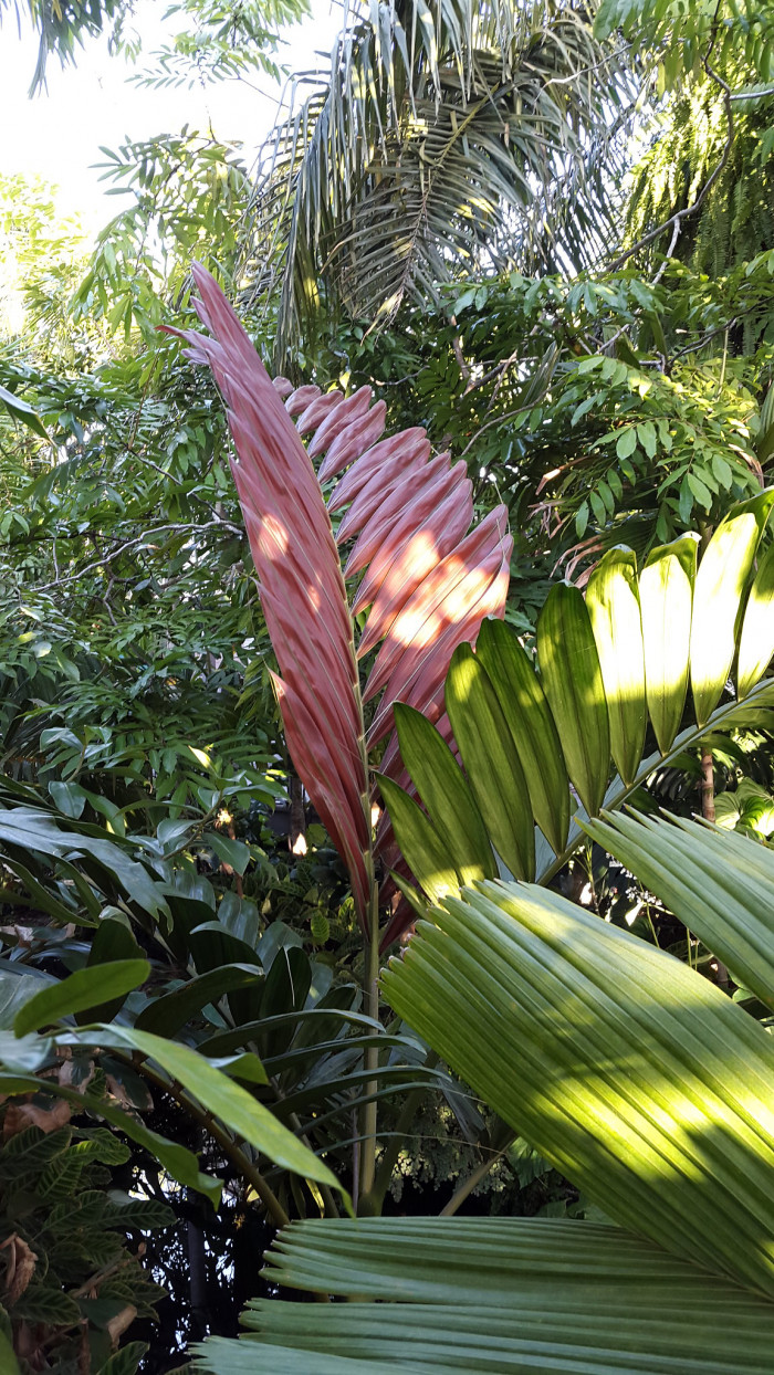 붉은잎 야자 - Red leaf Palm, Red feather Palm, Flame thrower Palm, Chambeyronia macrocarpa