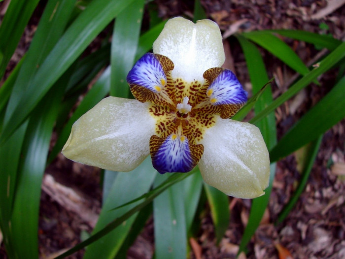 워킹아이리스 - Walking Iris, Neomarica gracilis