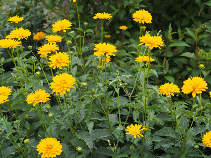 하늘바라기 - Heliopsis, Heliopsis helianthoides (L.) Sweet