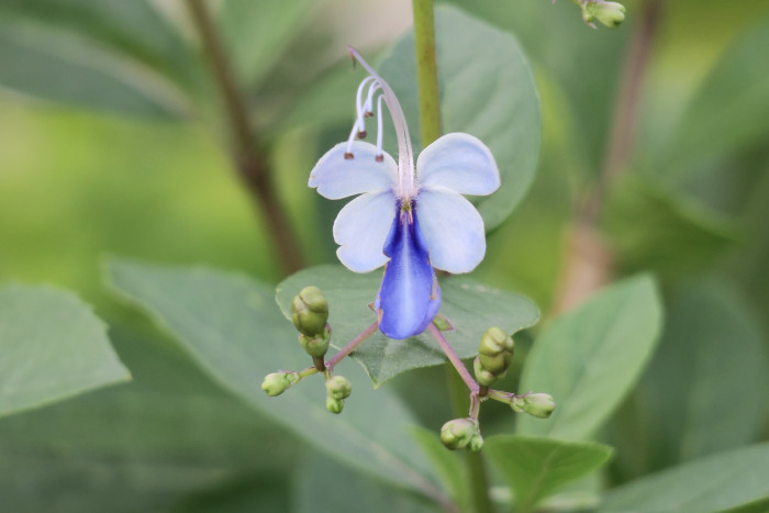 나비꽃 - Blue butterfly, Clerodendrum ugandense