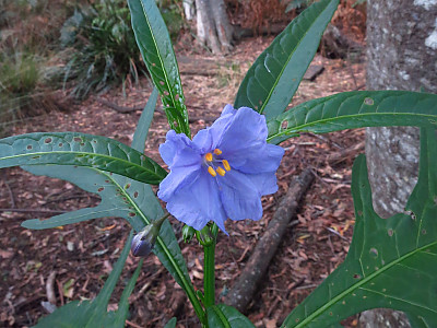 캥거루사과 사진 - Solanum laciniatum Photos