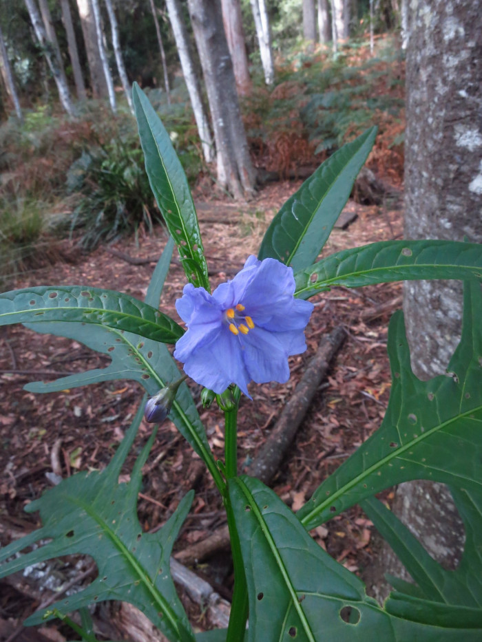 캥거루사과 - Kangaroo Apple, Solanum laciniatum