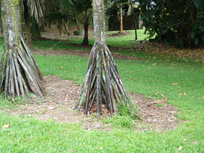 스틸트야자 - Seychelles Stilt Palm, Latanier Latte, Stilt Palm, Verschaffeltia splendida H.Wendl.